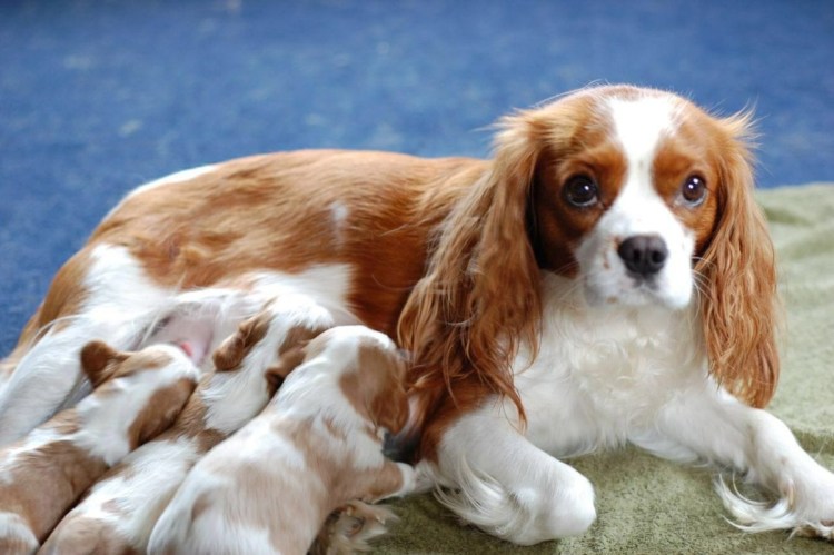 Спаниель Джесс