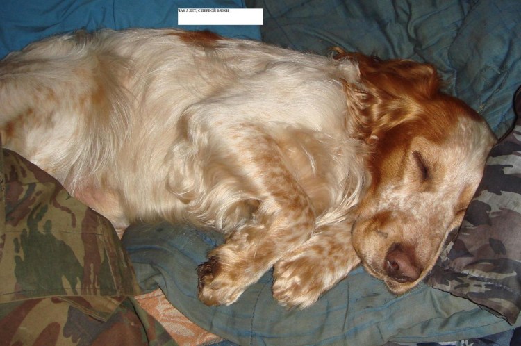 Беременность спаниеля