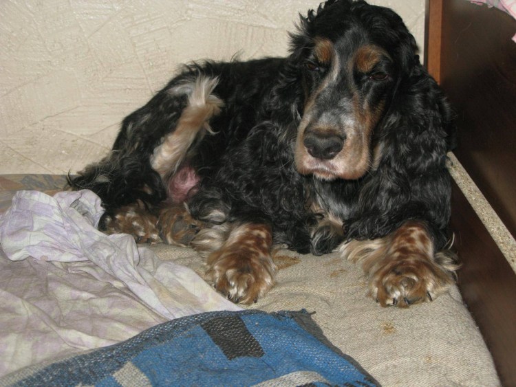 Щенки спаниеля английского кокер родившиеся