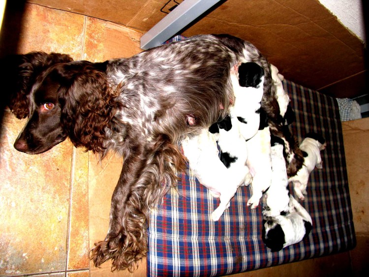 Беременная собака русский спаниель