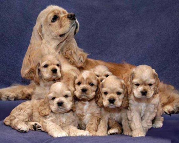 Английский кокер спаниель рост