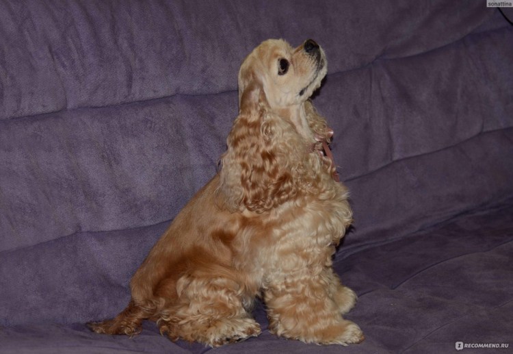 Русский охотничий спаниель Новорожденные щенки