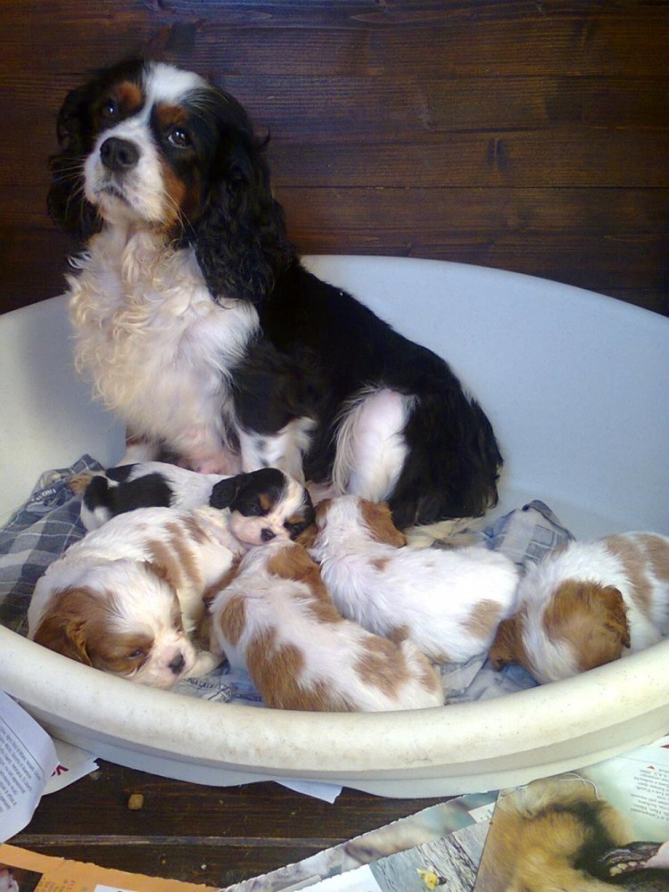 Кавалер Кинг Чарльз спаниель 2 месяца