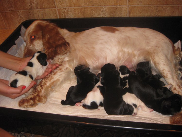 Атлас определитель кокер спаниель