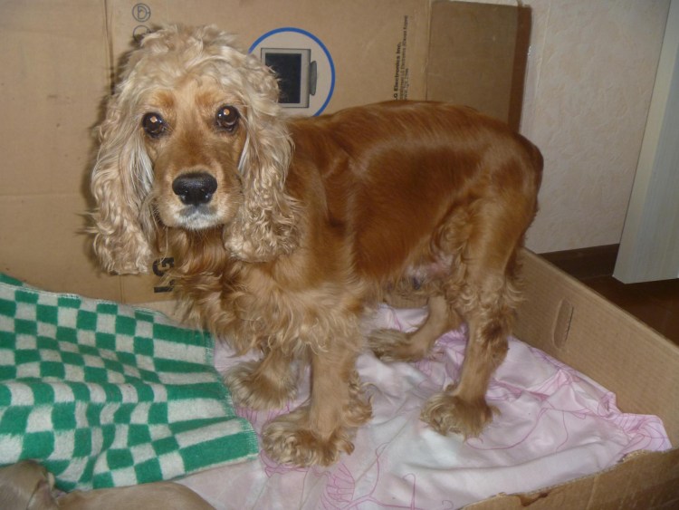 Кавалер Кинг чарльспаель