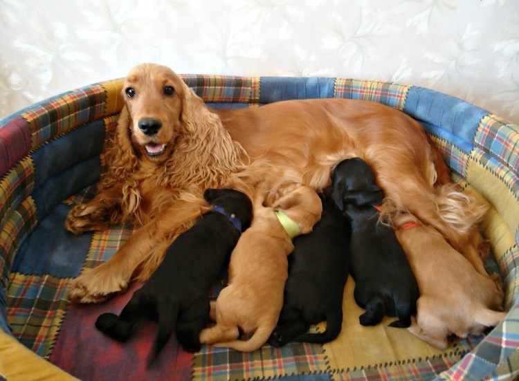 Беременная собака спаниель