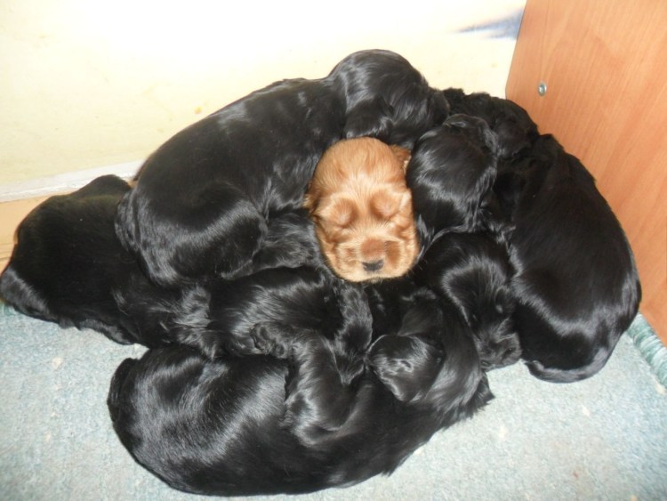 Спринг Чарльз спаниель