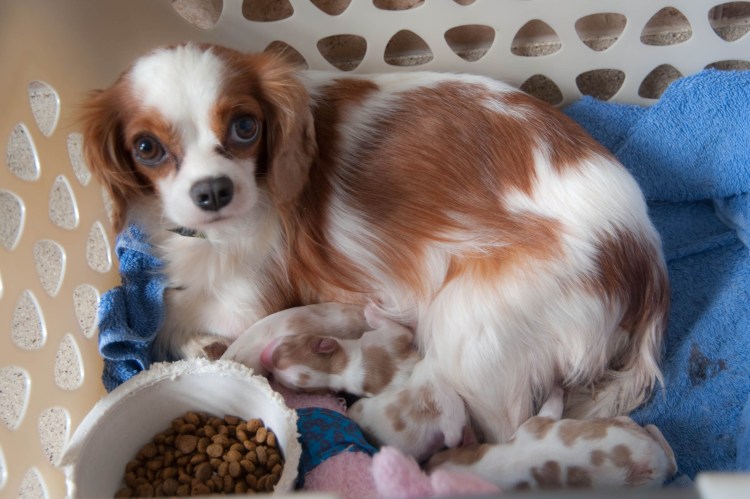 Кинг Чарльз спаниель