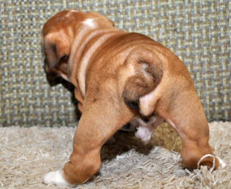 Английский бульдог сзади