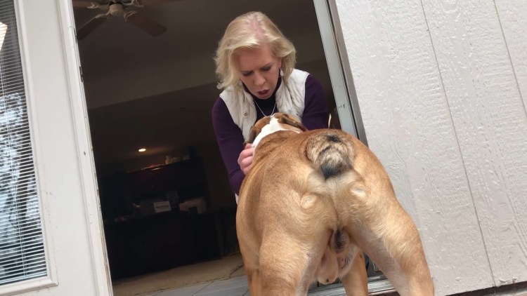 Семенник крипторха кота