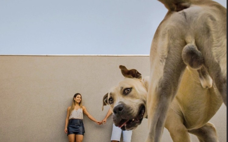 Собака с большими яйцами