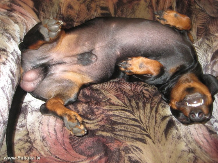 Бультерьер и яйцо