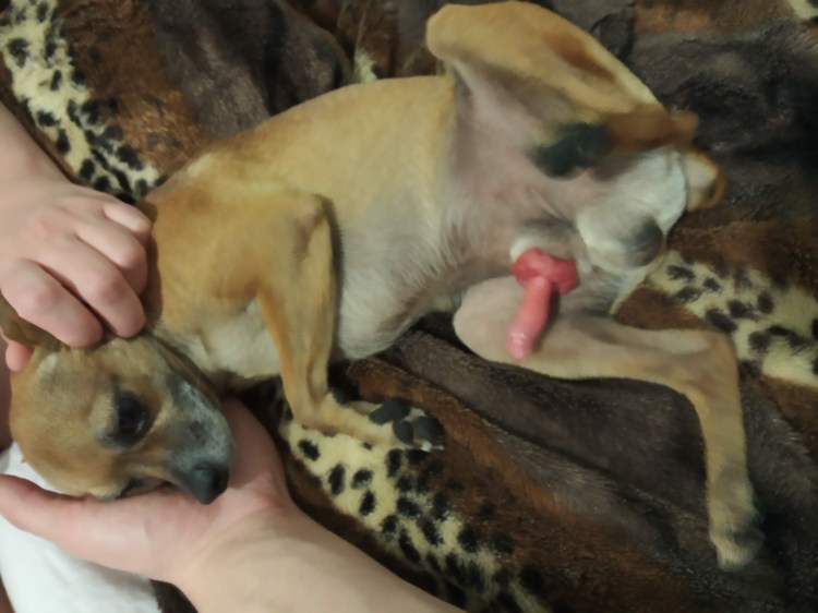 Член кобеля немецкой овчарки