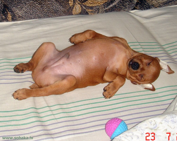 Кот вылизывается