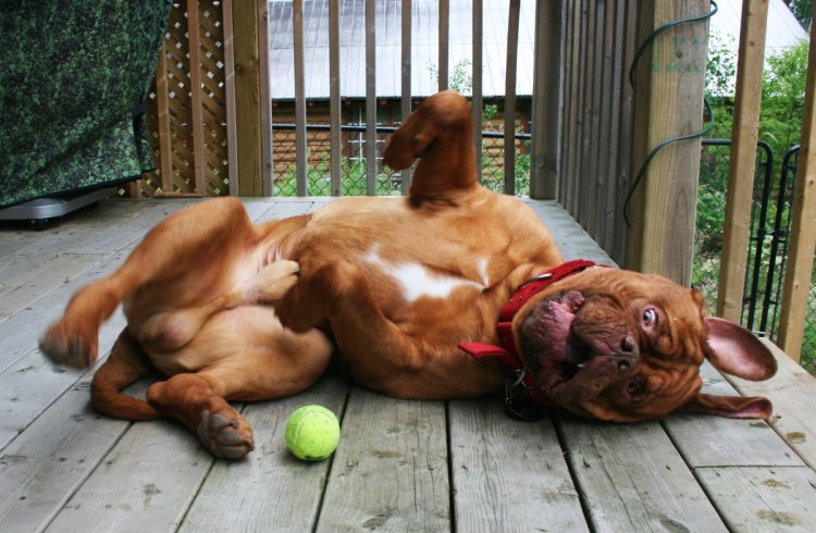 Бультерьер