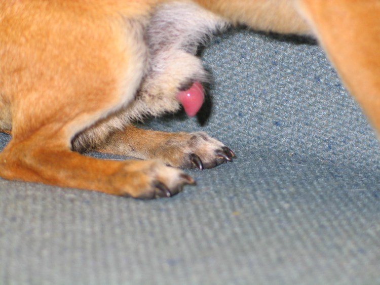 Хвостик МОПСА