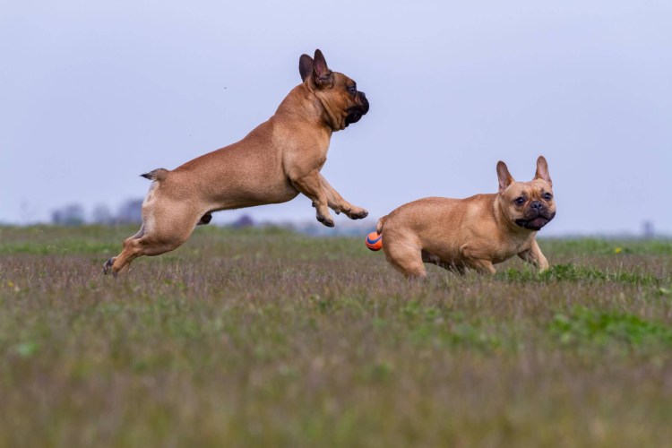 Собака с большими яичками