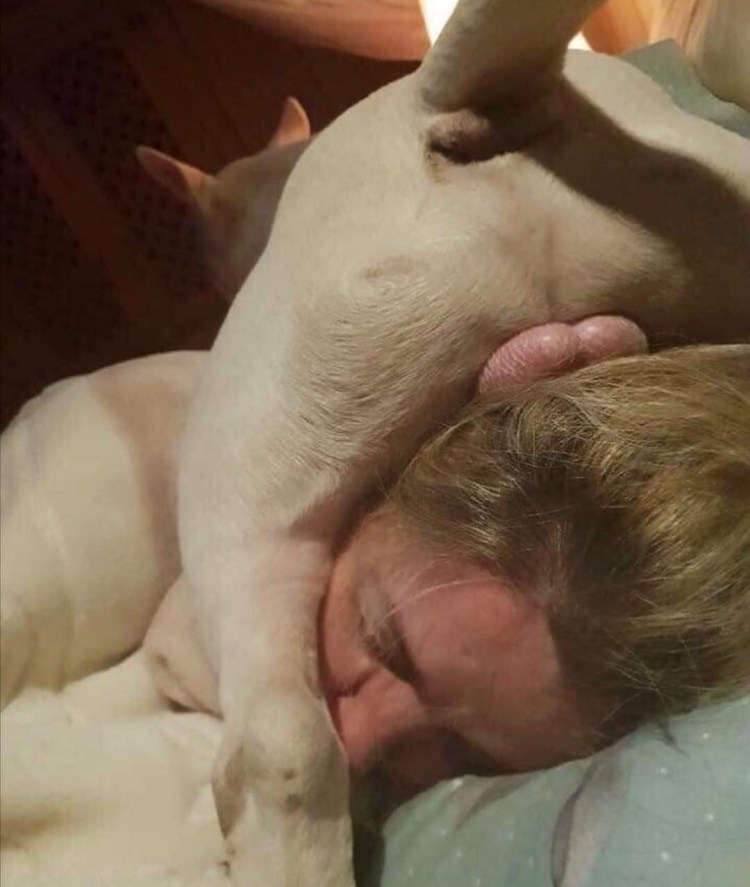 Параанальные железы у собак