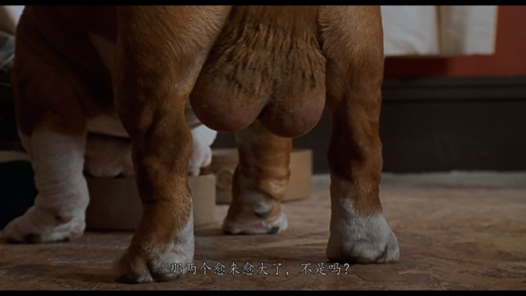 Собака вылизывается