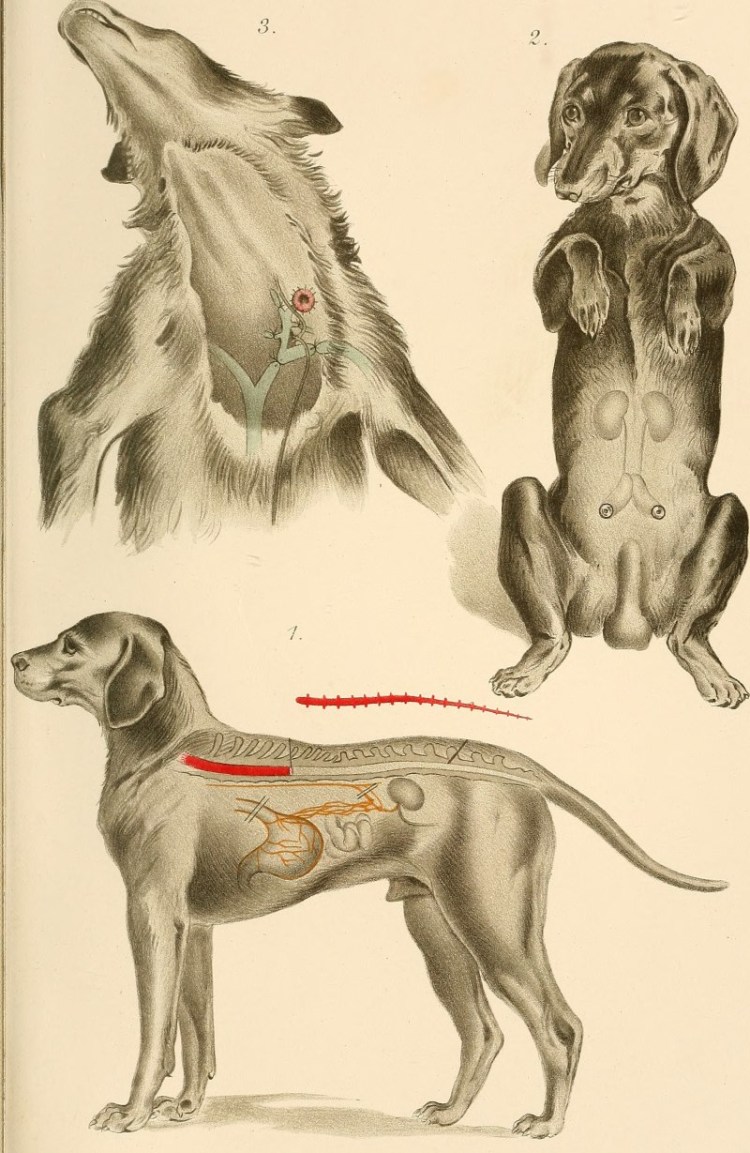 Питбуль улыбается