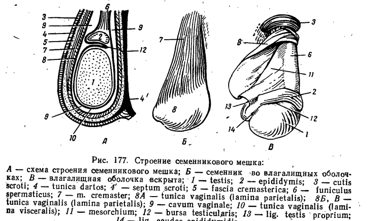 Самка собаки вид сзади