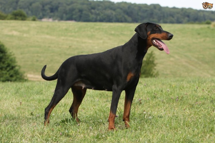 Доберман НК купированный