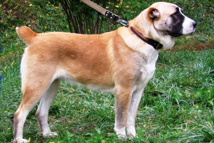 Португальская овчарка короткошерстная