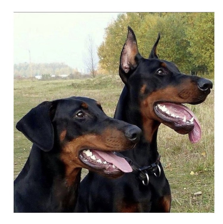 Доберман некупированный