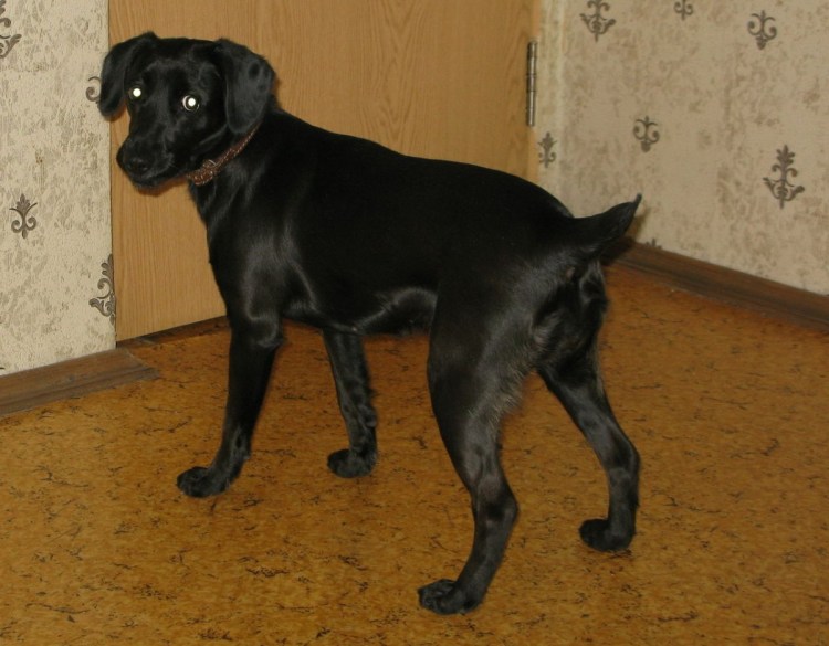 Доберман с некупированными ушами