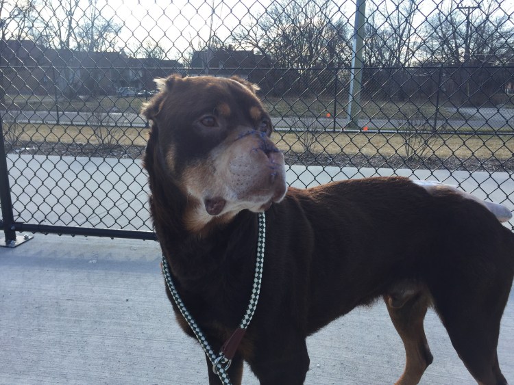 Майоркская овчарка с купированным хвостом