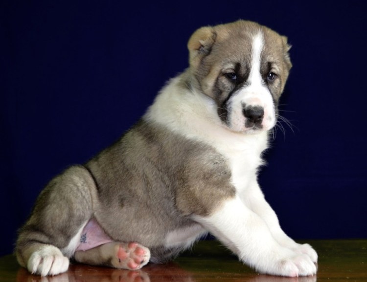 Каролинская овчарка