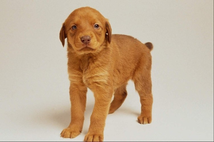 Ротвейлер собака купированный