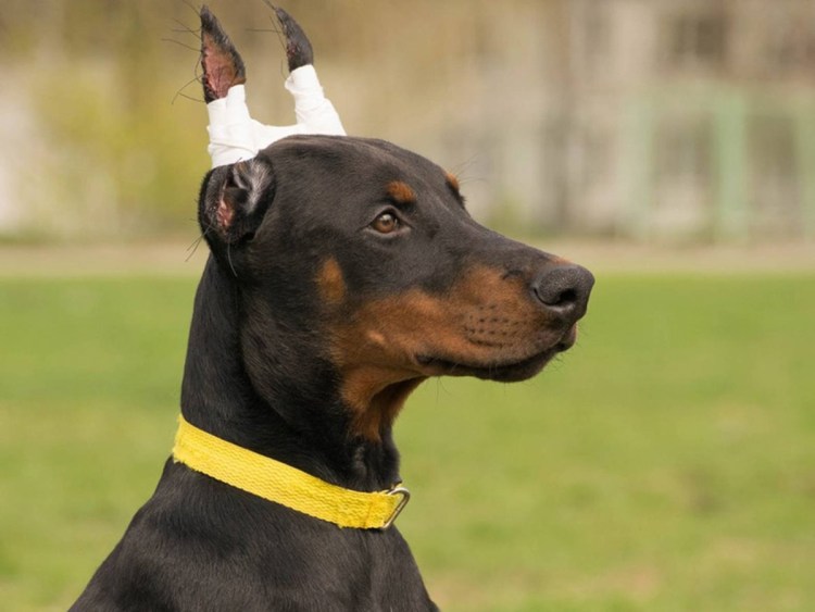 Доберман купированный и некупированный