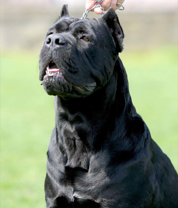 Собака с длинным носом