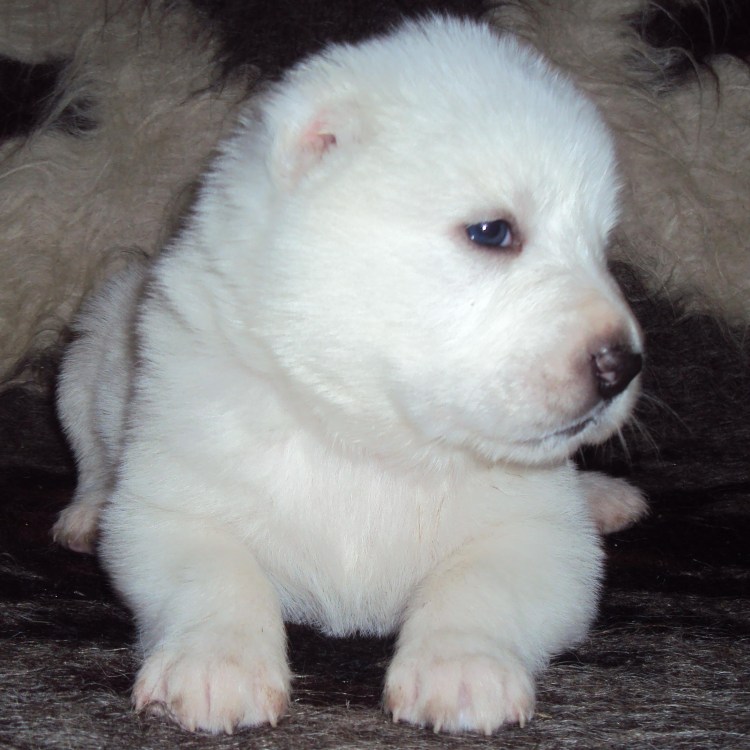 Азиатская овчарка щенок