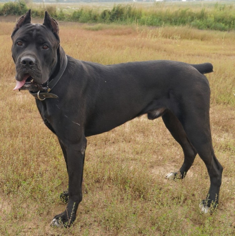 Питбуль с ушами