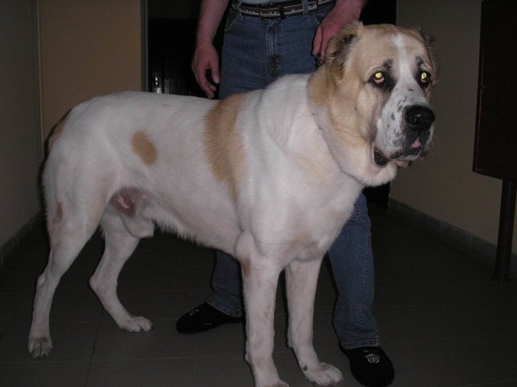 Собака алабай некупированный