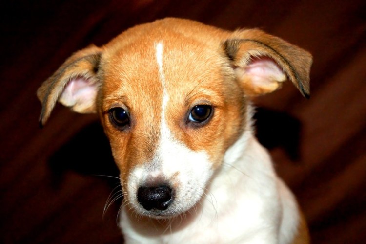 Маленькие собачки с торчащими ушами