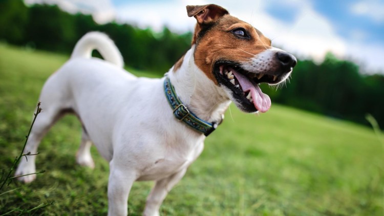 Джек Рассел собака