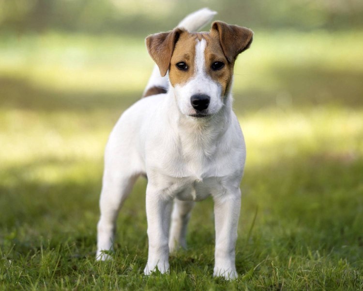 Рич Рассел терьер