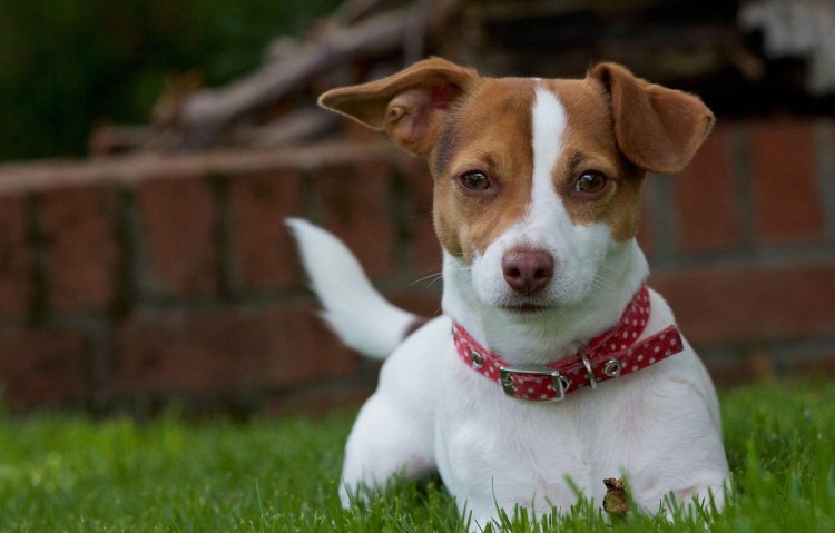Джек-Рассел-терьер короткошёрстный