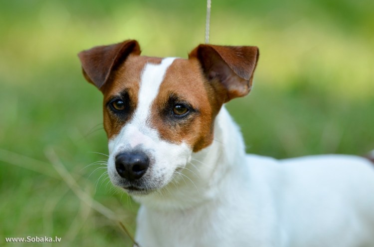 Джек-Рассел-терьер Майло