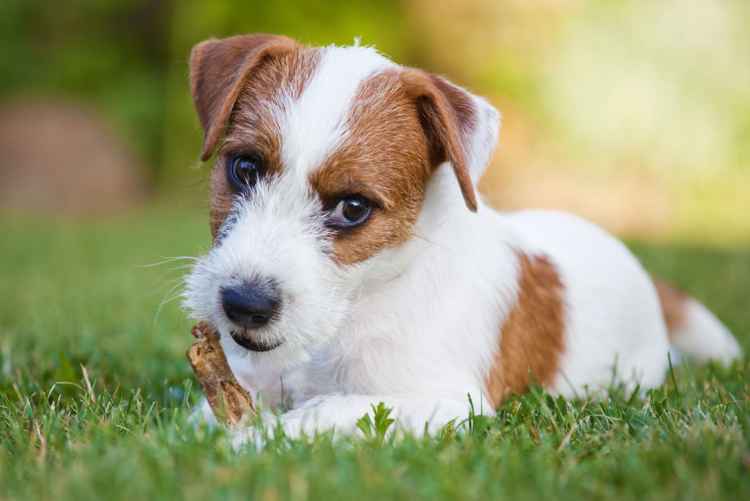 Собака Джек Рассел терьер