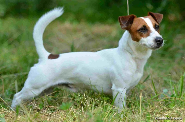 Рассел терьер гладкошерстный