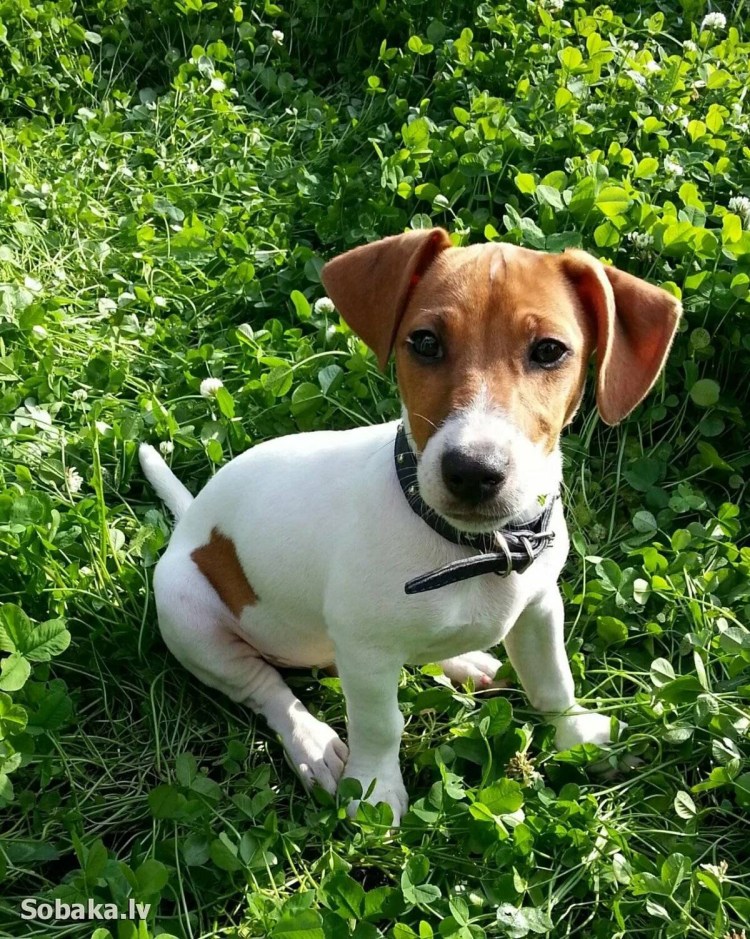 Порода собак Джек Рассел