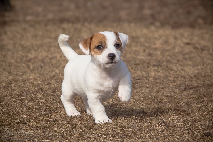 Собака Джек Рассел терьер