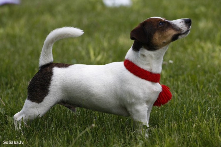 Порода собак Джек Рассел