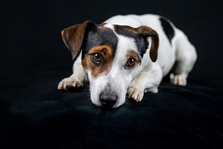 Фокс Рассел терьер