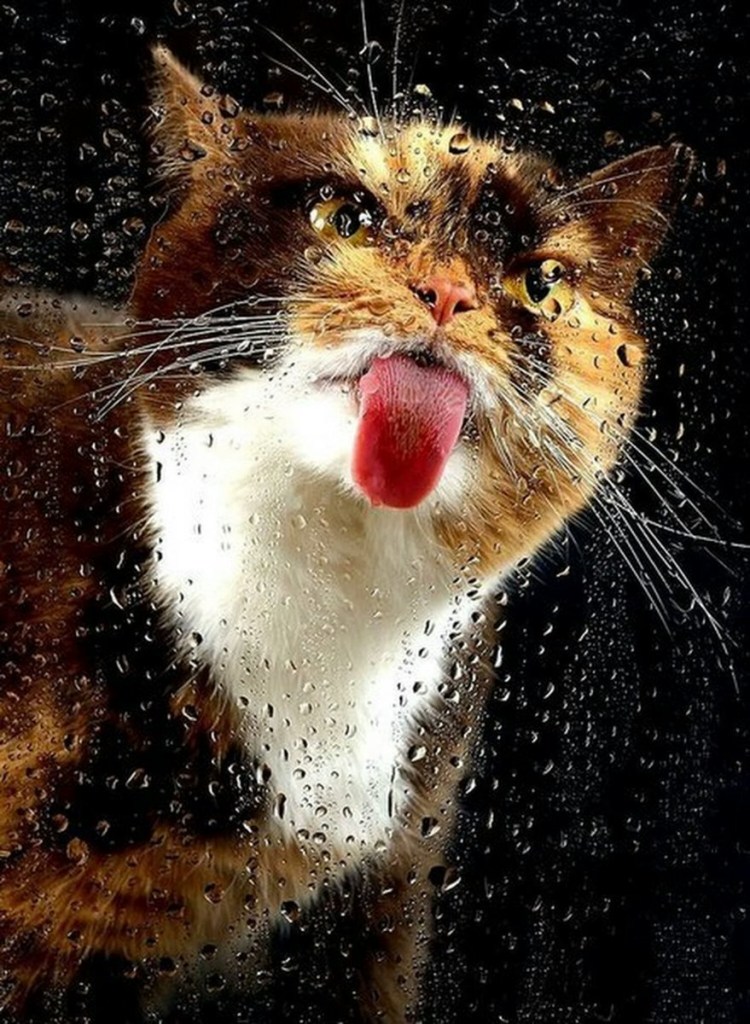 Кот под дождем