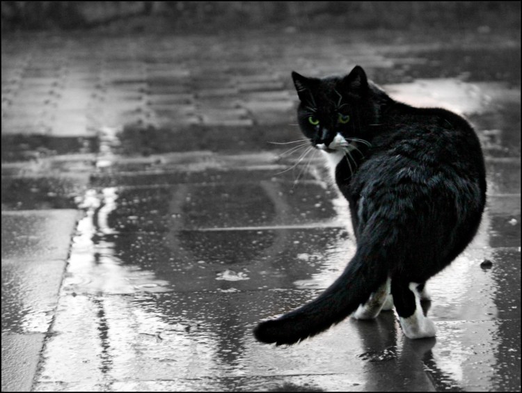 Кот под дождем